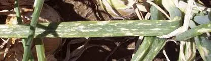 Yellow to straw-colored lesions on onion leave caused by Iris Yellow Spot Virus