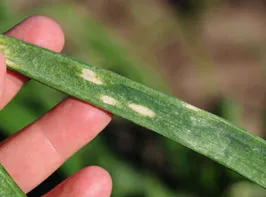 Diamond-shaped necrotic lesions on a onion leaf caused by Iris Yellow Spot Virus