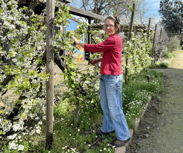 A women prunes a fruit tree on a trellis