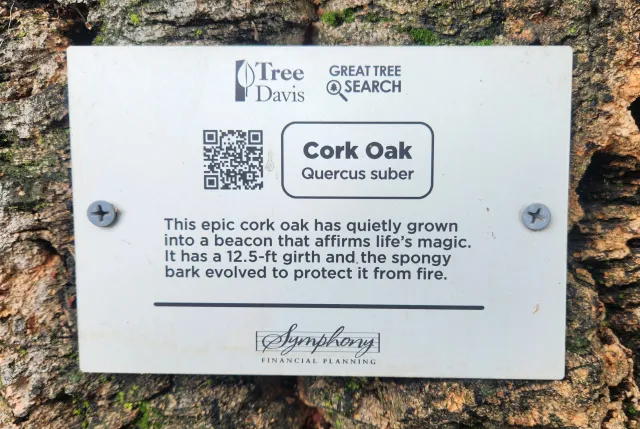 Photo of a Tree Davis plaque on A Cork Oak tree that says "This epic cork oak has quietly grown into a beacon that affirms life's magic. It has a 12.5 foot girth and the spongy bark evolved to protect it from fire.." Symphony Financial Planning.
