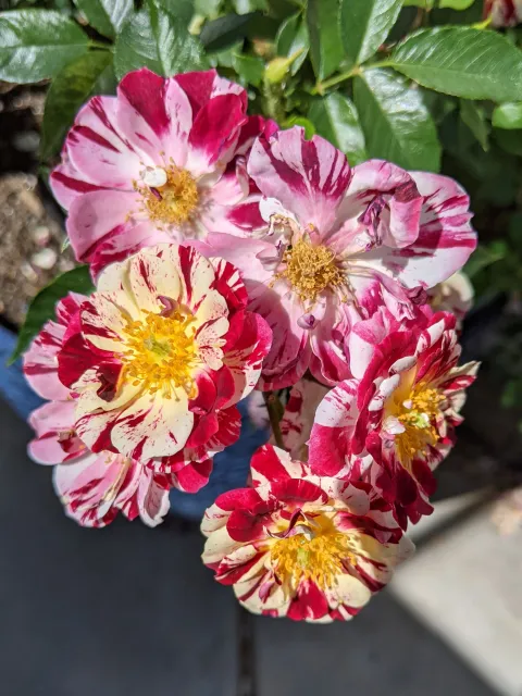Red and white striped mini rose