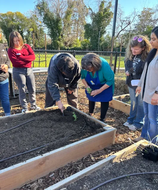 Group of adults gathered around a raised garden bed as one person plants a seedling while others watch.