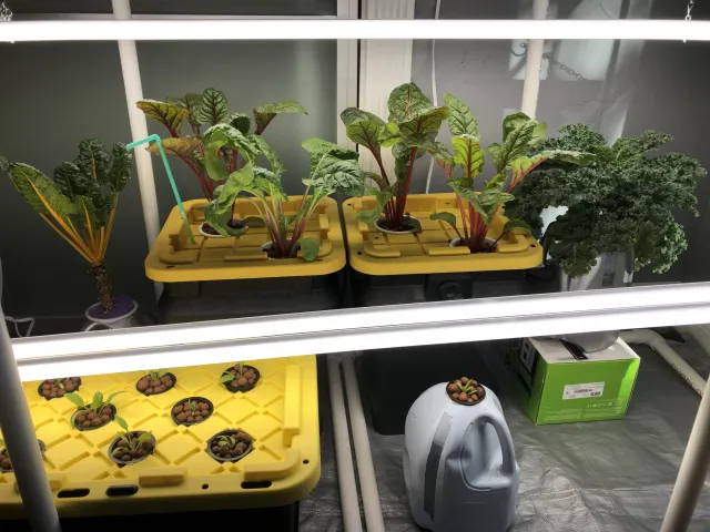 Leafy green plants grow in yellow containers under bright indoor lights, with reused plastic jugs and storage containers nearby as part of a hydroponic setup.