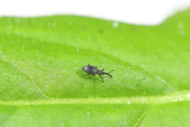 A small grey beetle with a long snout that curves downward standing on a green yellow starthistle leaf.