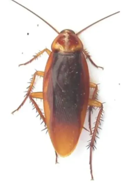 American cockroach