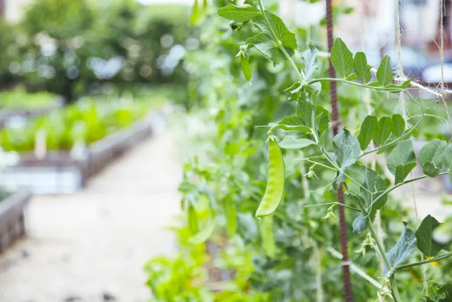 Peas growing on a trellis