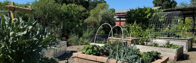 vegetable garden grown in raised beds