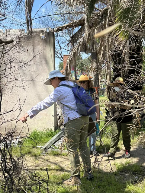 Three UC Master Gardener volunteers walk through a fire-affected yard, examining and documenting a damaged tree among charred branches and debris.