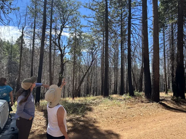 Two people observe a post-fire landscape.