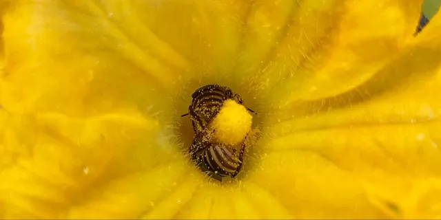 Closeup of the posteriors of yellow and black striped bees tucked in around the yellow protruding stamen inside a yellow squash blossom. There are thin white hairs and grains of yellow pollen amongst the petals and the bees.