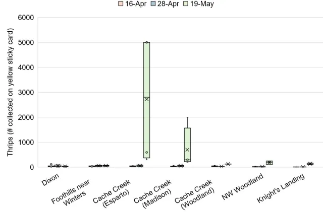 Bar chart showing thrips numbers across Yolo and Solano counties. Numbers near Cache Creek (esparto) and Cache Creek (Madison) are in the thousands, others gnerally less than 200 per yellow sticky card