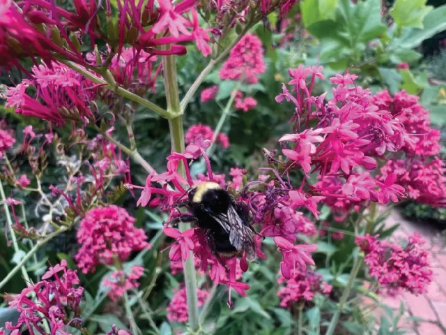 Close up of a mostly black bumble bee on reddish pink flower clusters with green leaves in the background.