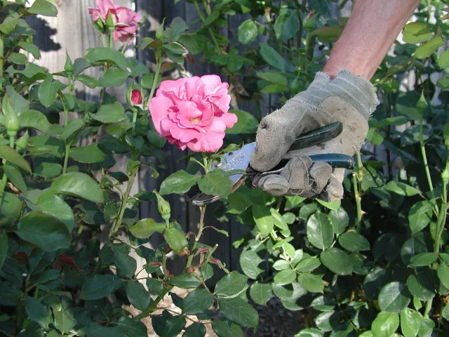 Pruning out old roses with bypass pruners.