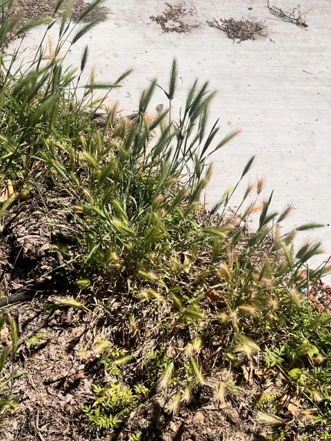 Foxtail grass along a city sidewalk. This is an expensive veterinary bill waiting to happen. J.C. Lawrence