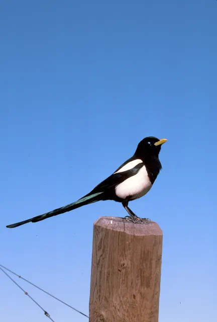 Yellow-billed Magpie. UC Statewide IPM Program