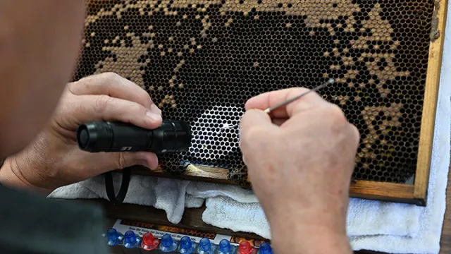 Two hands, left hand holding a flashlight as the right hand holds tool to extract larva from a hexagonal honeycomb cell