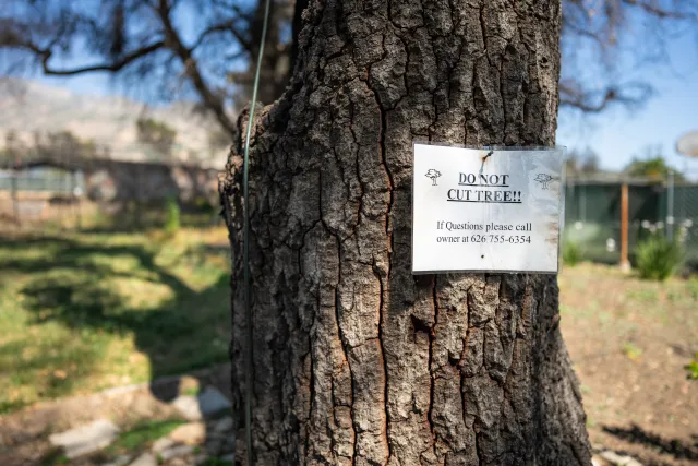 A sign tacked onto a tree that says "Do not cut tree!!"