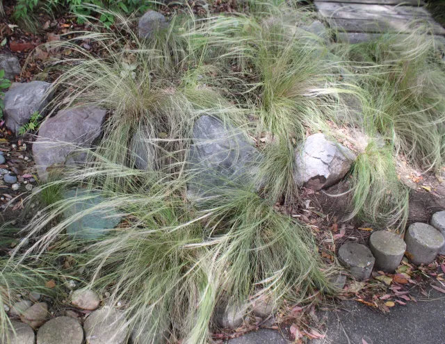 Long, green, needle grass planted among rock in a garden.