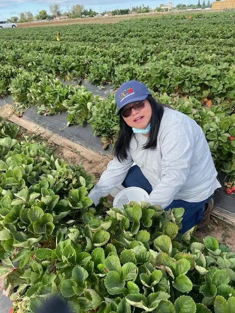 Fam Lee crouches amid strawberry plants on a farm