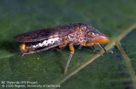 Small brownish gray insect with orange markings