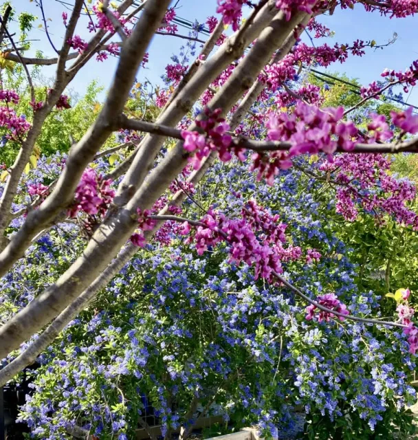 Photo of a redbud tree with bright pink blossoms and a ceanothus in the background with light blue flowers.