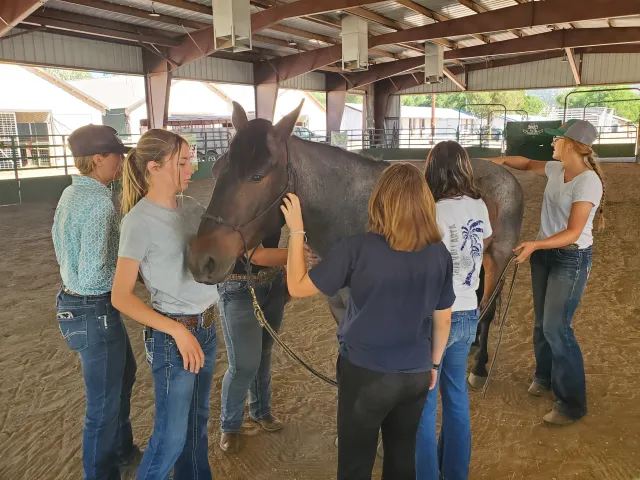 Four young people pet the front of a brown horse while looking at the instructor do something with the horse's tail or behind