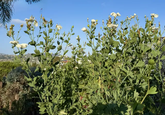 A cluster of white flowers with green leaves against a bright blue sky and a hill in the background.