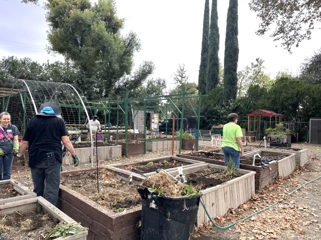 A garden with several raised planting beds, some containing dried plants and gardening tools. Four volunteers are tending to the garden, surrounded by trees, garden structures, and fallen leaves on the ground.