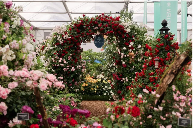 Rose display