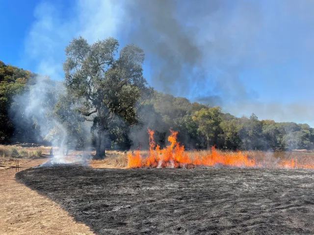 A line of flames form along the edge of a blackened patch of grass, next to an oak tree
