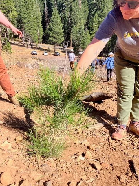 Reforestation camp participant plants a seedling during a field activity