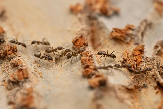 A line of several dark brown ants walking over rough, light brown tree bark. 