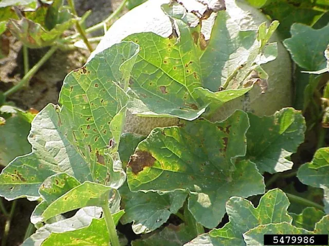 A cantaloupe leaf with irregular brown and yellow lesions due to downy mildew.