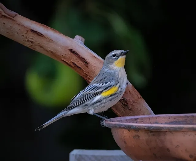 Yellow-rumped Warbler on bird bath. Karen White