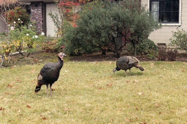 Wild turkey looking for food in a north Chico lawn. J.H. Connell