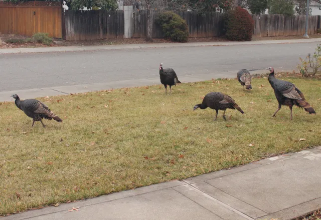Wild turkeys in a north Chico neighborhood. J.H. Connell