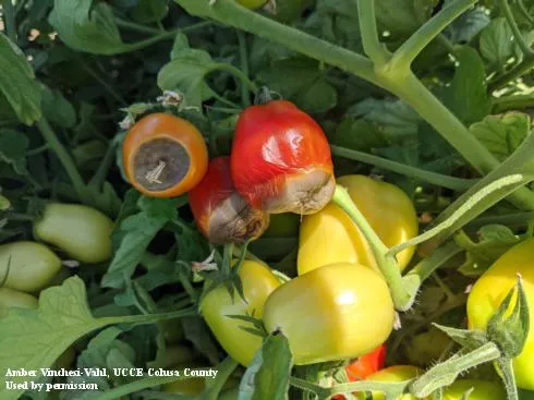 Sunken leathery brown areas at the blossom end of tomato fruit.