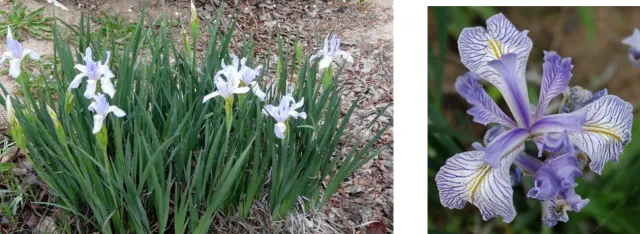 Central Coast iris