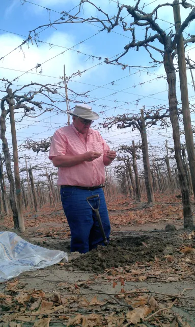 McKenry examines grapevine roots in a vineyard