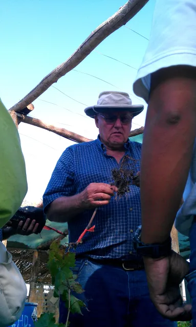 McKenry, wearing white hat and sunglasses, examines a grape roots