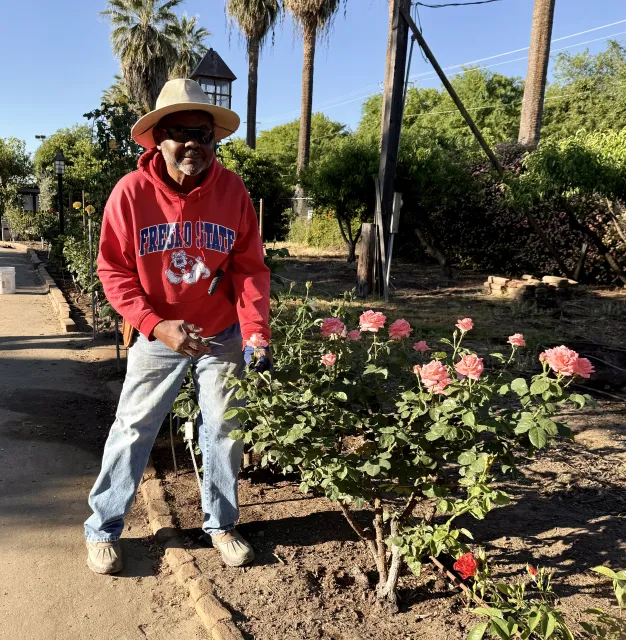 A Master Gardener trims roses
