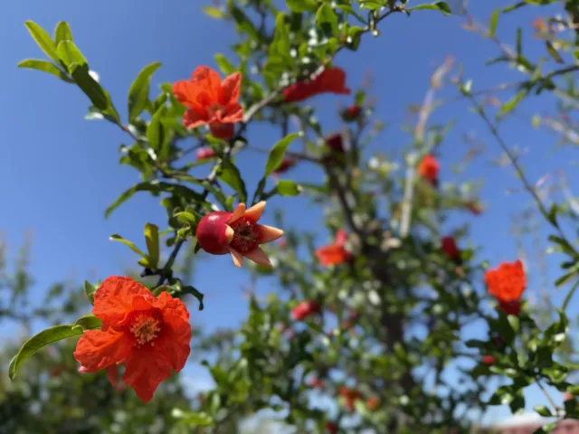 red pomegranate flowers blooming on a tree