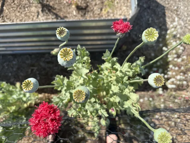 pink poppies in bloom and poppy seed pods