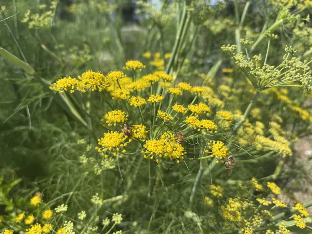 bees on fennel flowers