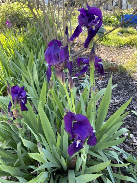 Purple iris flowers rising above spear shaped green leaves.
