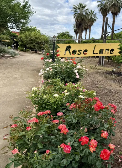 Corol-colored roses in Rose Lane