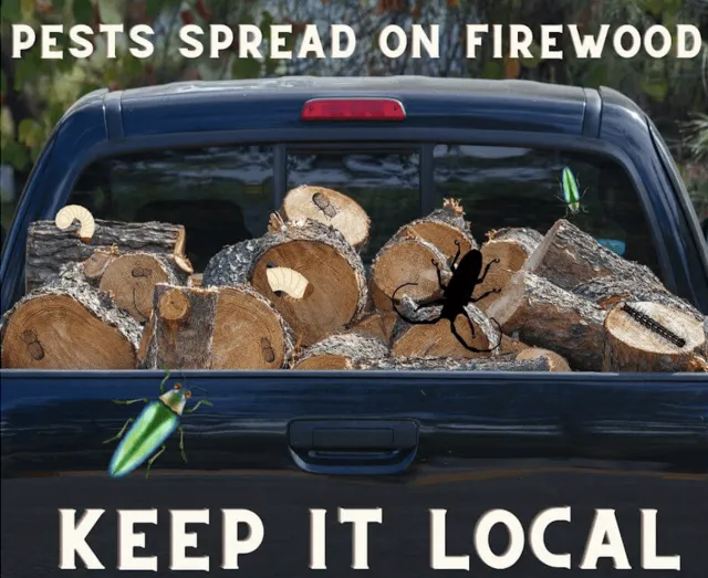 Text reads "Pests spread on firewood. Keep it local." In the background you see a pickup truck loaded with firewood and emerald ash borer beetles jumping out.