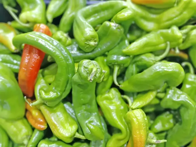 Close-up of a pile of bright light green shishito peppers. Most are waxy with wrinkled skin and curved shapes, while a few have ripened to shades of orange and red.