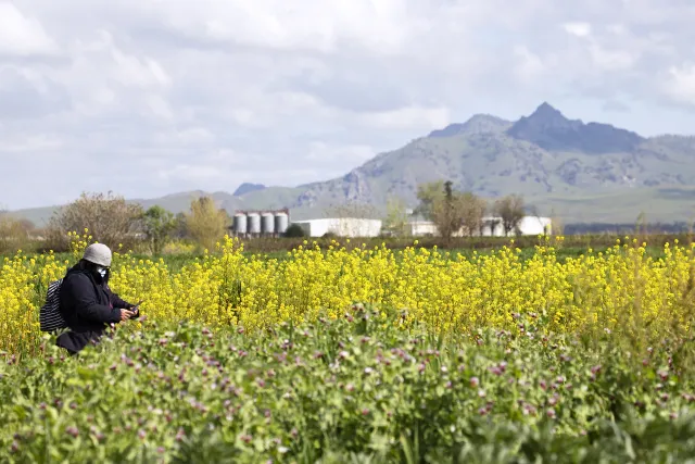 A person crouches on the left side of the field taking photos of the yellow wild mustard cover crop