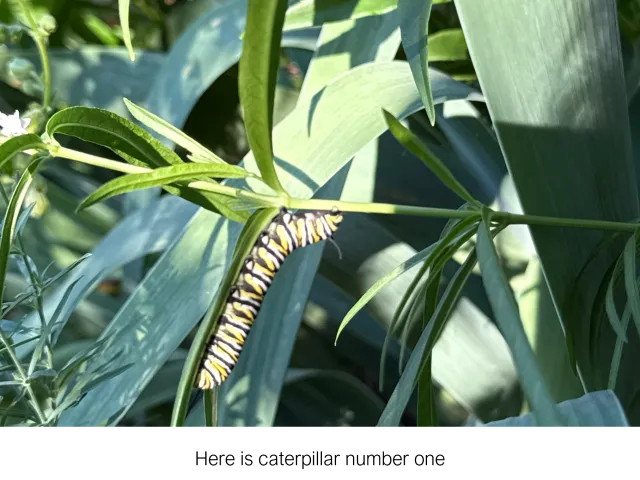 yellow and black striped monarch butterfly caterpillar